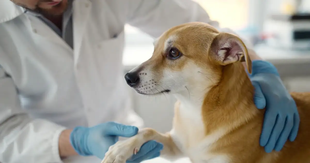 Não Espere a Emergência Chegar: Os Riscos de Adiar a Visita ao Veterinário